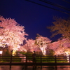 夜桜ライトアップ