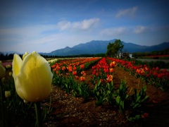 山中湖、花の都