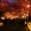 桜×パレード
