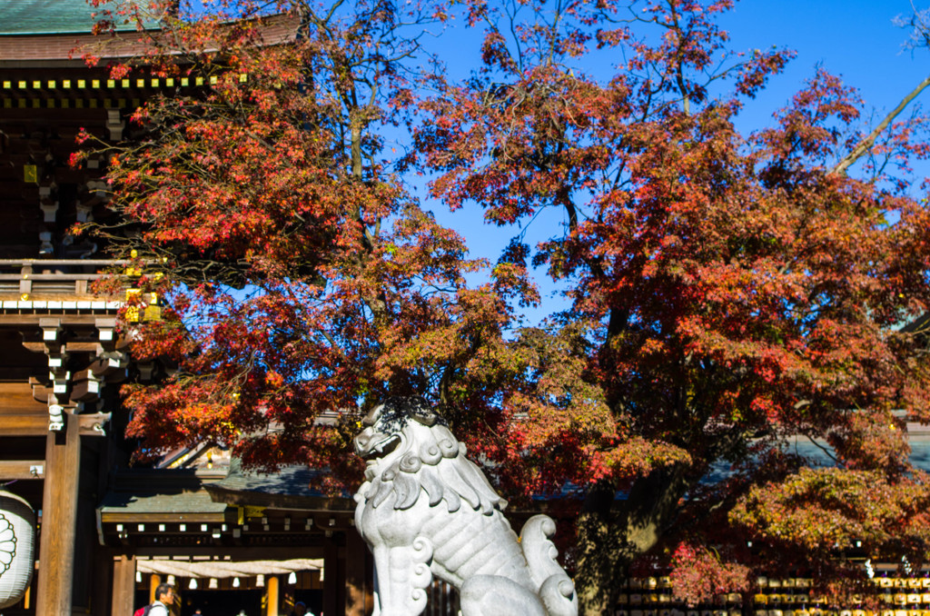 IMGP2854-2