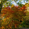 IMGP0043