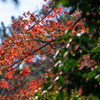 IMGP2872-2