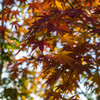 IMGP0044