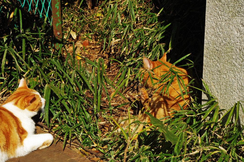 IMGP2449-2
