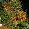 IMGP2449-2