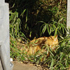 IMGP2451-2