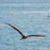 IMGP2463-2