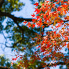 IMGP2884-2