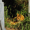 IMGP2450-2