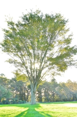 Green image