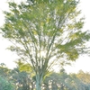 Green image