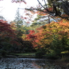 紅葉