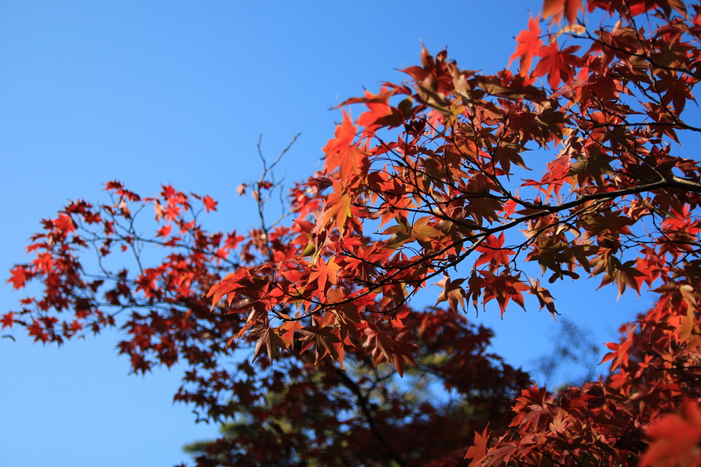 紅葉