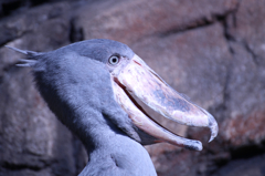 ハシビロコウ