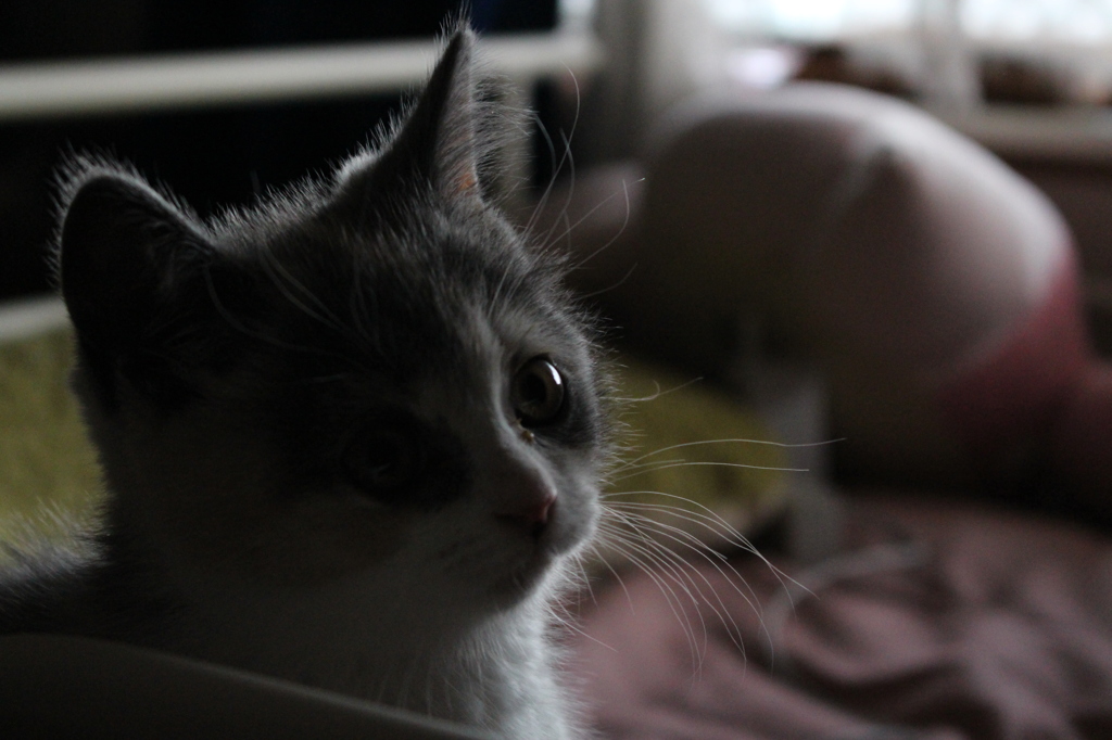 ねこ
