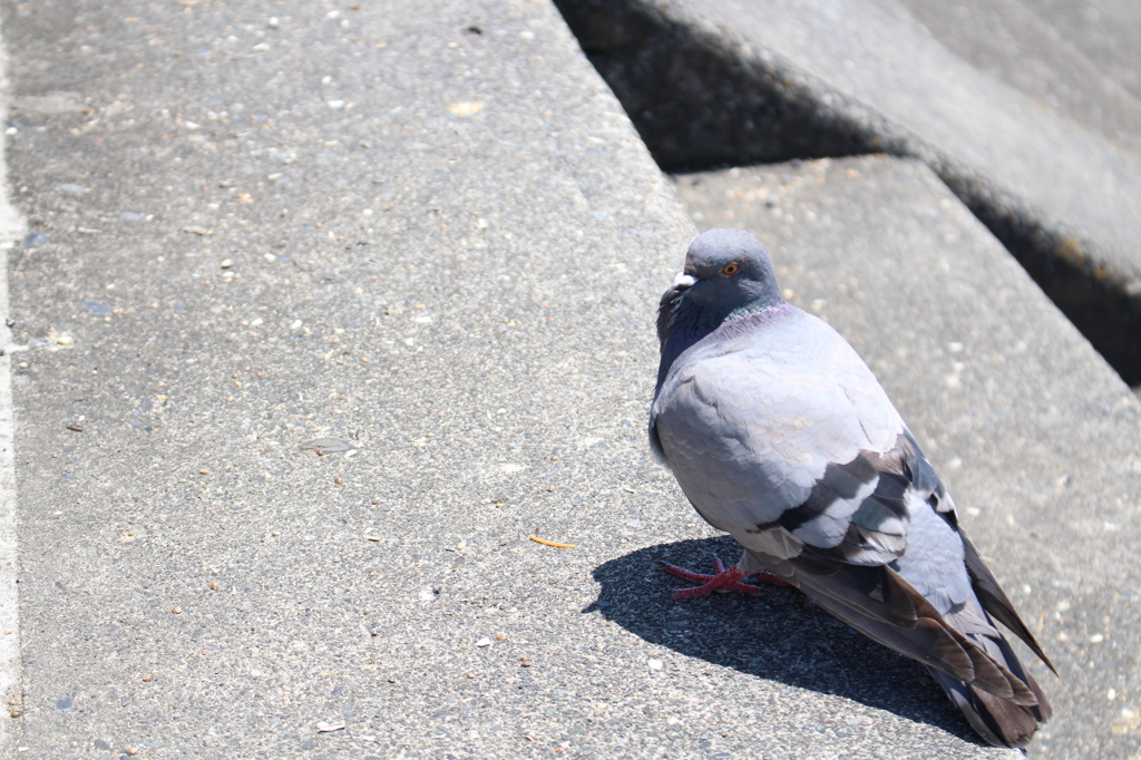 鳩