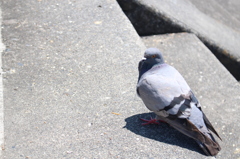 鳩
