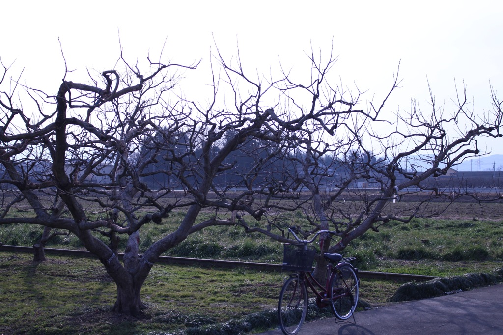 田舎の生活