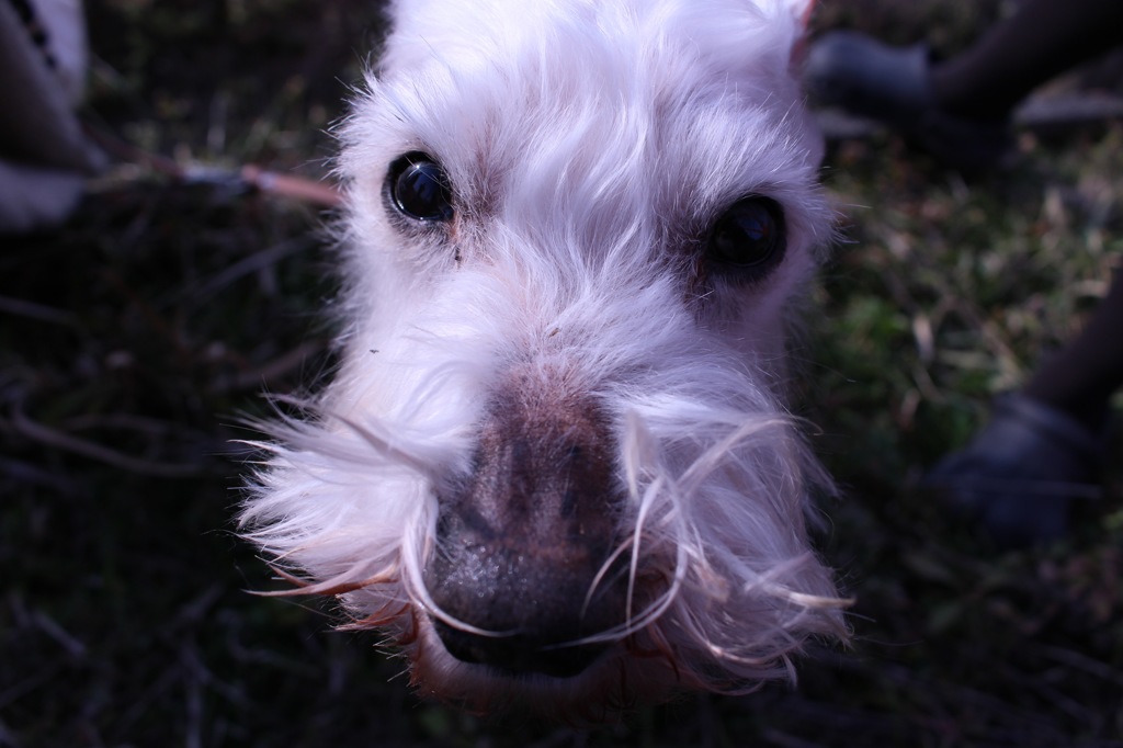 白い犬