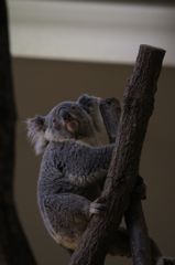 コアラ