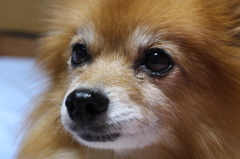 愛犬