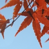 紅い手のひら