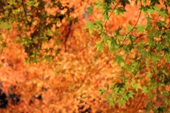 これから紅へ