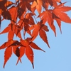 紅葉の家族