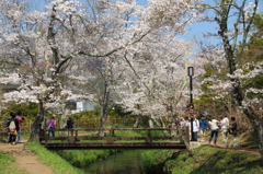 橋にかかる桜