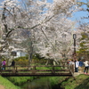 橋にかかる桜