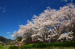 桜と空