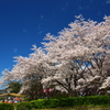 桜と空
