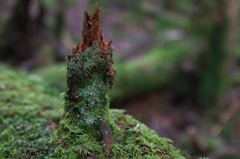 苔の塔