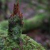 苔の塔