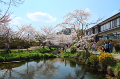 桜咲く池の畔