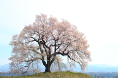 わに塚の桜