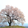 わに塚の桜