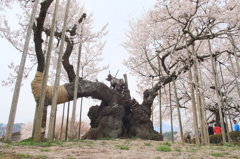 神代桜