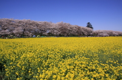 権現堂堤の桜 381