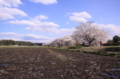 今井の桜 399