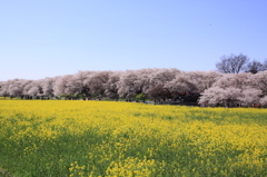 権現堂堤の桜 367