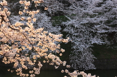 千鳥ヶ淵 323