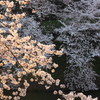千鳥ヶ淵 323