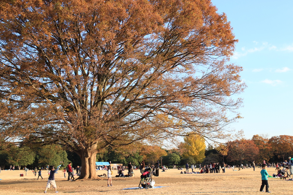 昭和記念公園 069