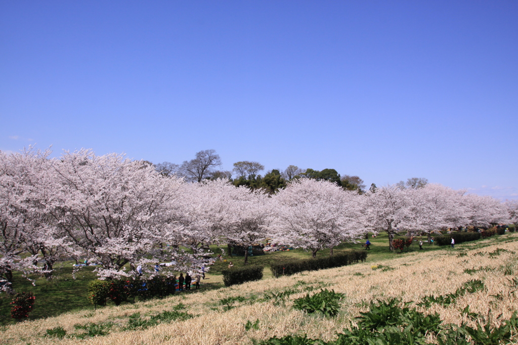 利根川土手 383