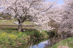今井の桜 401
