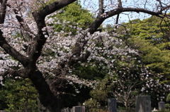 上野の桜・舎人公園 292