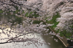千鳥ヶ淵 310
