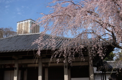 上野の桜・舎人公園 295