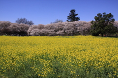 権現堂堤の桜 374